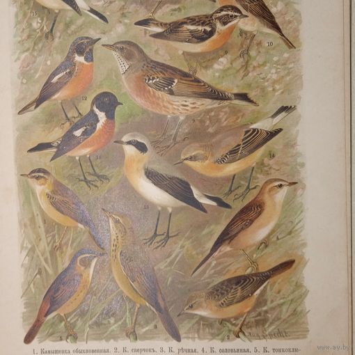 РАСПРОДАЖА КОЛЛЕКЦИИ. Камышевка... Завирушка лесная. Чеканъ... Литография СПБ. Энциклопедическая гравюра конец 19века 29х21см.