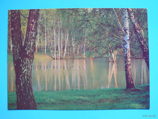 Иванов В.(фото), Березы у воды, 1984, чистая.