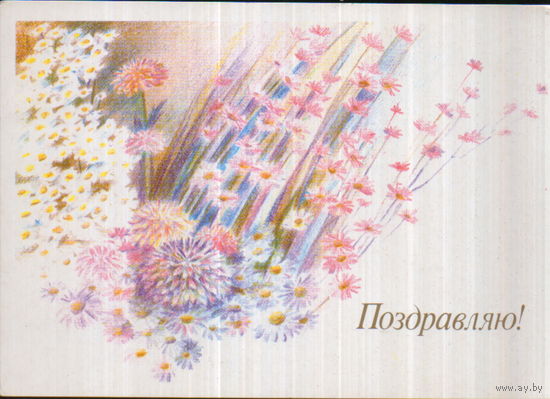 Чистая открытка 1988г. "Поздравляю! Полевые цветы" худ. И. Чернышева