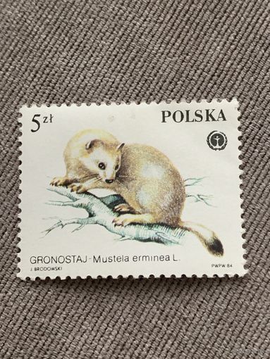 Польша 1984. Горностай. Марка из серии