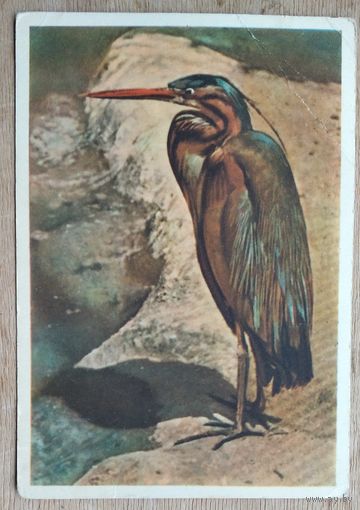 Игнатович Е. Голубая цапля. 1959 г. Чистая.