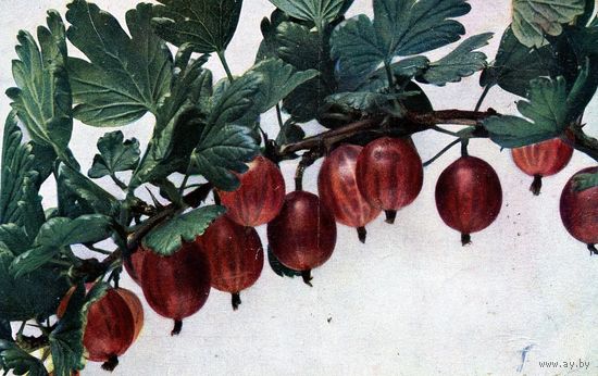 Открытка, почтовая карточка,  старинная,  КРЫЖОВНИК