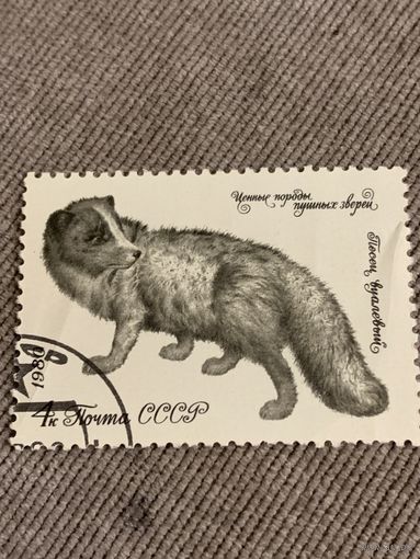 СССР 1980. Песец вуалевый. Марка из серии