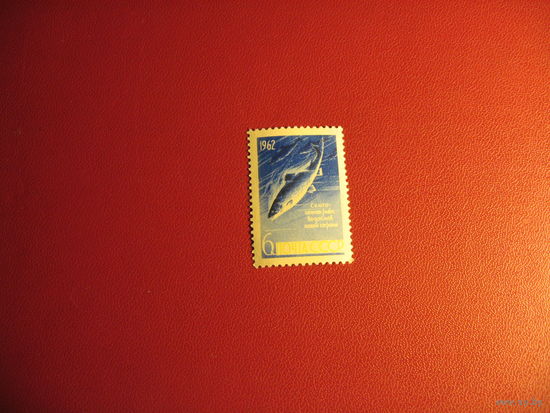 Марка семга 1962 год СССР