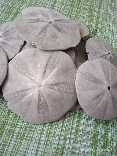 Плоский щитообразный ёж, 13шт