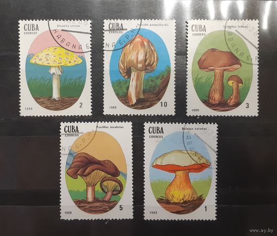 Куба. 1988 год. Флора. Грибы (99)