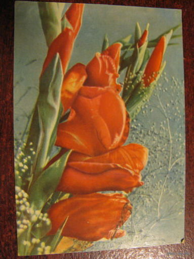 Цветы 1968г