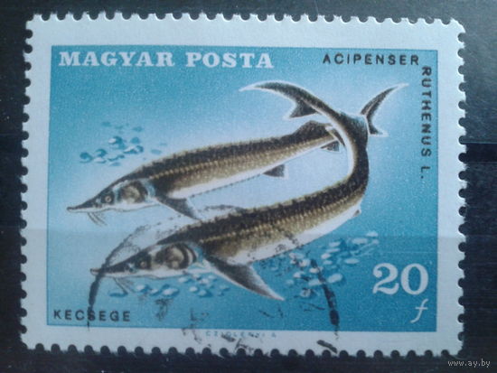 Венгрия 1967 Стерлядь