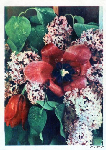 Открытка. Цветы.Сирень и тюльпаны.1966.