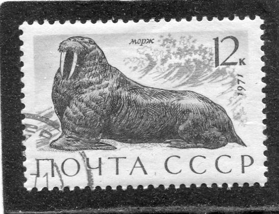 СССР 1971.. Фауна. Моржи