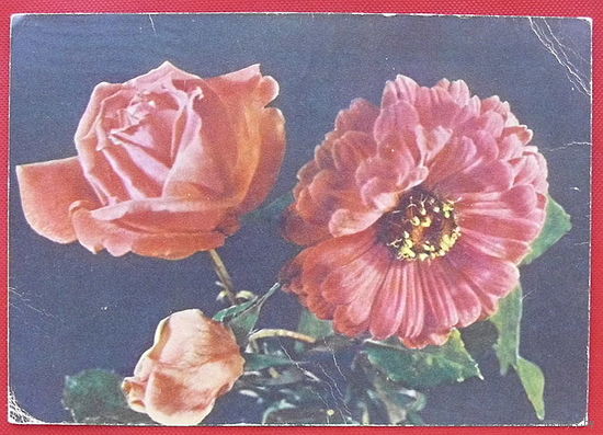 Роза и циния. Чистая. 1959 года. Самсонова.