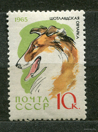 Собаки. Шотландская овчарка. 1965. Чистая