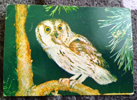 Сова-сплюшка