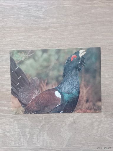 Календарик 1992-93