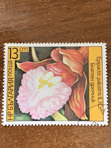 Болгария 1986. Цветы. Орхидеи. Epipactis Palustris. Марка из серии