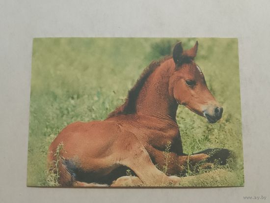 Карманный календарик. Лошадь. 2002 год
