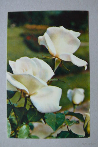 Матанов Н.(фото), Роза "Вирго", 1974, чистая.