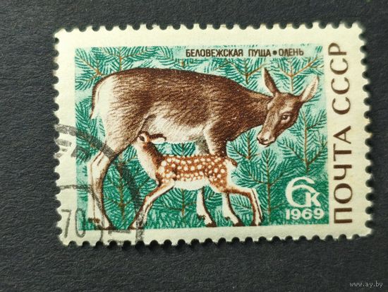1969 СССР. Природный заповедник "Беловежская пуща". Благородный олень