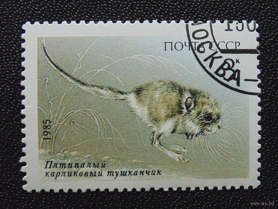 СССР 1985г. Фауна.