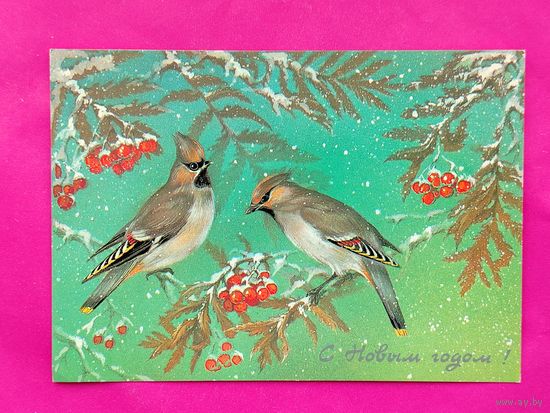 С Новым Годом! Чистая. Исаков. 1986 года. Исаков. #264.