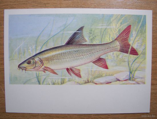 Карточка. Рыбы Беларуси. Усач.