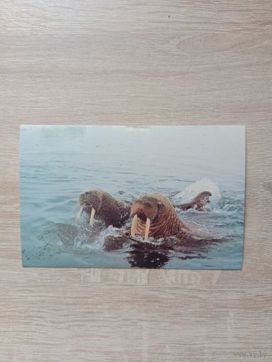 Открытка 1985