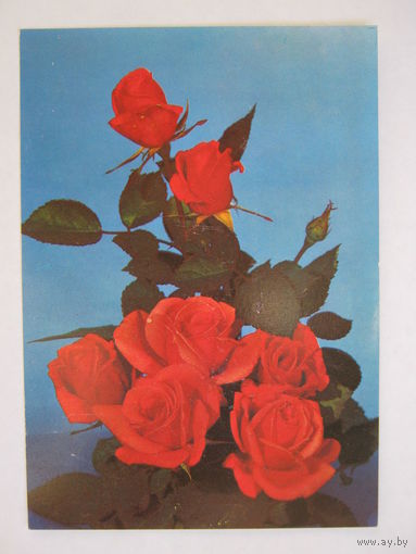 Открытка.1981 г.