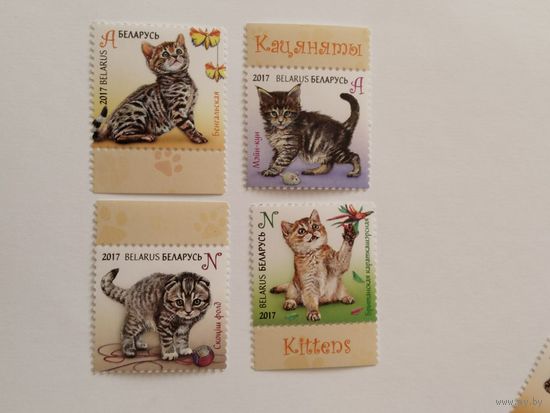 Беларусь 2017    4 м   котята
