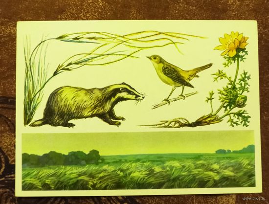 Открытка "Центрально-Черноземный  заповедник"