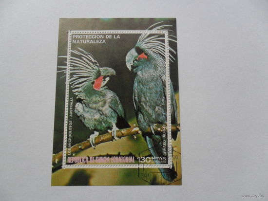 Экваториальная Гвинея, попугаи