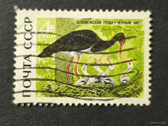 1969 СССР. Природный заповедник "Беловежская пуща". Черный аист