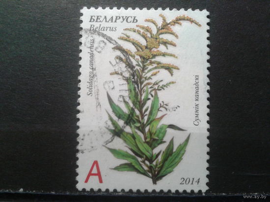 2014 Растение