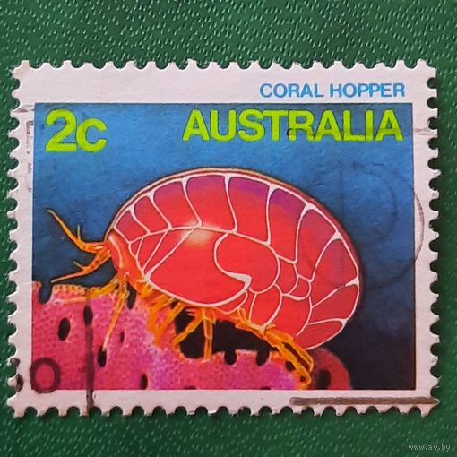 Австралия. Фауна. Coral Hopper
