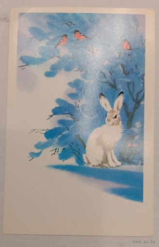 Каневский, 1979 чистая
