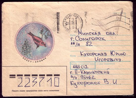 Клёст-еловик 3