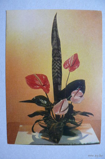Левянт Ю., Букет антуриума; 1970, чистая (ДМПК).