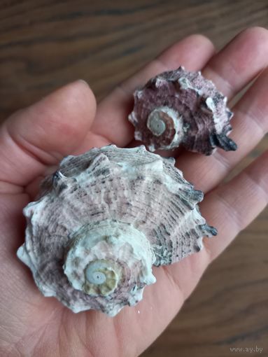 Ракушки Ангария Дельфин.