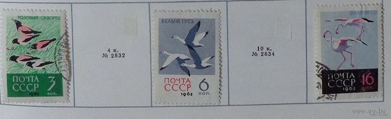 1962, декабрь. Птицы