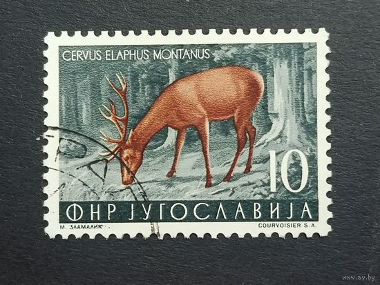 Югославия 1954. Местная фауна