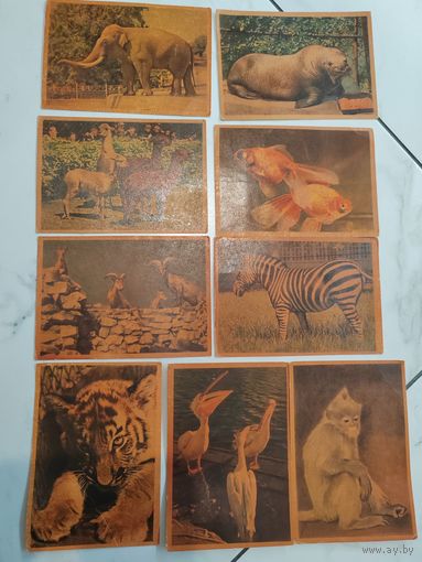 Почтовые карточки. Животные. 1961 г. СССР. ИЗОГИЗ.