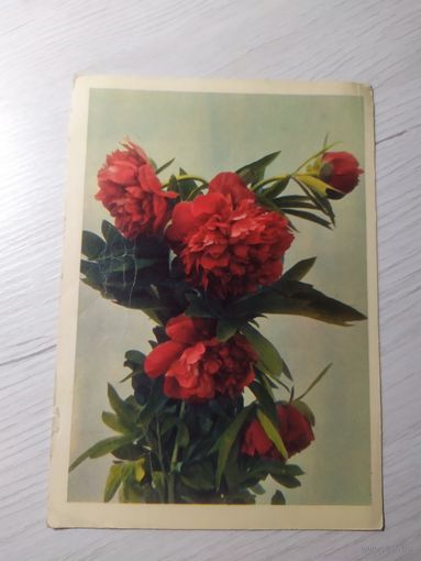 Открытка цветы