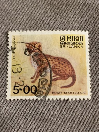 Шот-Ланка. Дикие кошки. Rusty-spotted cat. Марка из серии