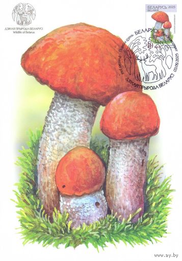 Беларусь 2025 Дикая природа флора грибы картмаксимум подосиновик