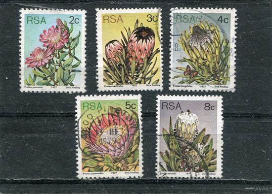 ЮАР. Флора. Цветы