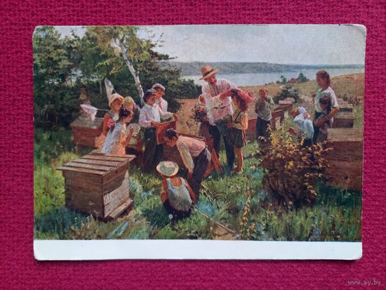 Школьники на колхозной пасеке. Савостьянов 1955 г. дети, пионеры. Чистая.