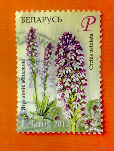 Марка. Беларусь. Ятрышнiк абпалены(орхидея устулата). Серия:РАСТЕНИЯ(Р) 2011 г.