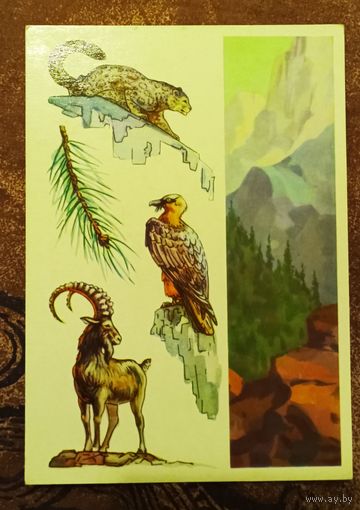 Открытка "Алма-Атинский заповедник"