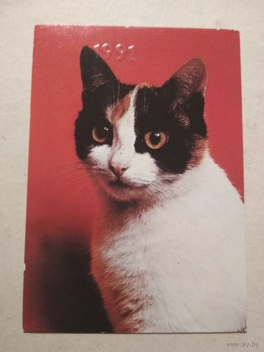 Карманный календарик. Котик. 1991 год