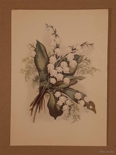 Открытка Цветок Ландыши Эстония Таллин Тип. Октообер 1970 г. Чистая