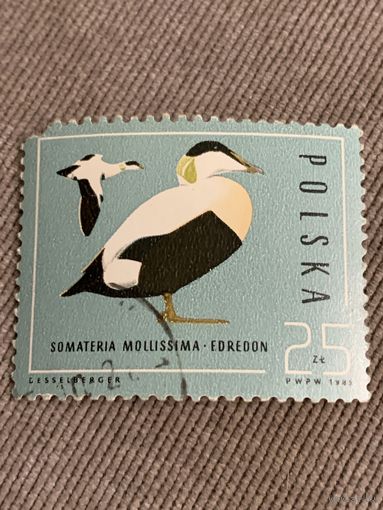 Польша 1985. Птицы. Somateria mollissima. Марка из серии